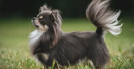 chihuahua cu par lung