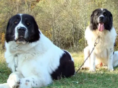 ciobanesc bucovinean