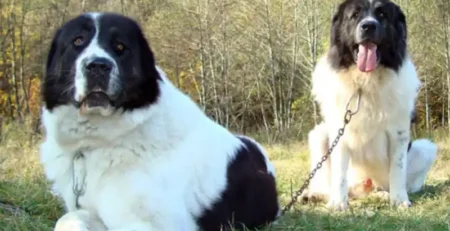 ciobanesc bucovinean