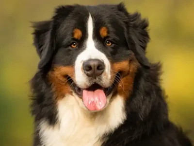 ciobanescul de berna