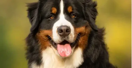 ciobanescul de berna