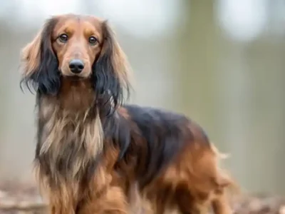 dachshund par lung
