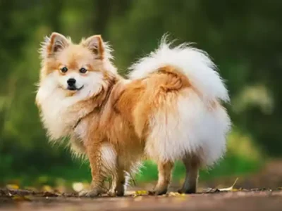 German Spitz Mittel