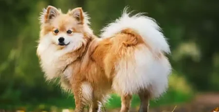 German Spitz Mittel
