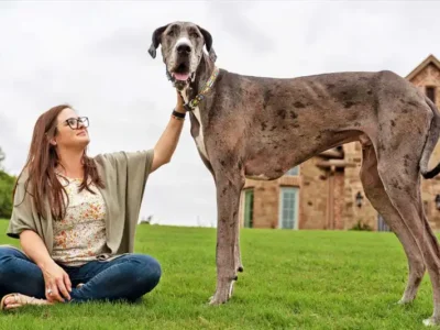 marele danez dog german