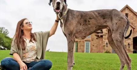 marele danez dog german