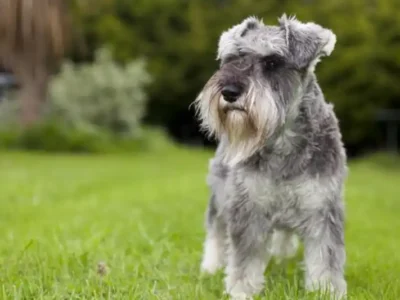 miniature schnauzer