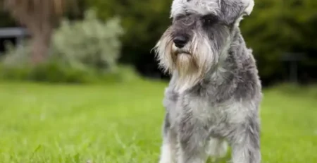 miniature schnauzer