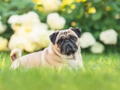 pug mops, rasa pug, rasa mops, pug mops caine,