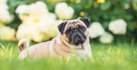 pug mops, rasa pug, rasa mops, pug mops caine,