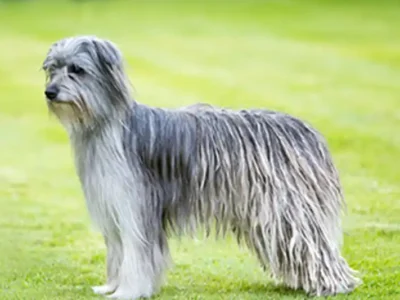 pyrenean shepherd caine