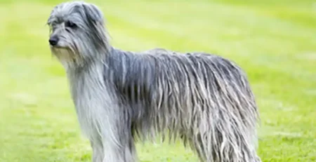 pyrenean shepherd caine