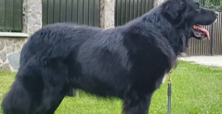 ciobanesc german corb