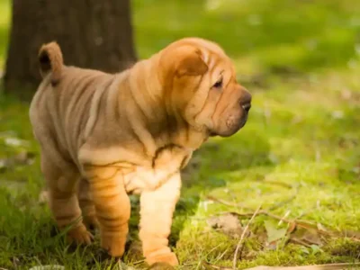 shar pei
