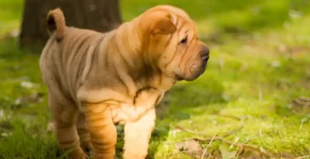 shar pei