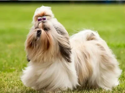 shih tzu
