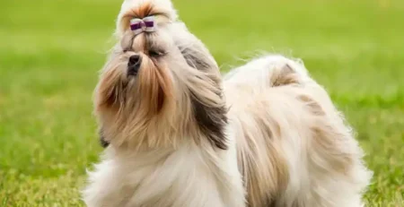 shih tzu