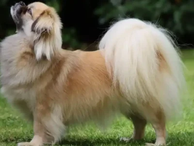 Tibetan Spaniel este o rasă de câine mică, dar cu o istorie bogată și un caracter aparte, foarte apreciată în întreaga lume pentru farmecul și personalitatea sa distinctă. Acest articol optimizat SEO se concentrează pe toate aspectele esențiale legate de rasa Tibetan Spaniel, utilizând cuvinte cheie relevante precum „Tibetan Spaniel”, „rasa Tibetan Spaniel”, „câine Tibetan Spaniel”, „îngrijire Tibetan Spaniel” pentru a crește vizibilitatea site-ului tău. Originea rasei Tibetan Spaniel datează din Tibet, unde aceste câini erau folosiți în mănăstiri ca paznici și companioni. Rasa este considerată sacră în cultura tibetană, iar exemplarele erau adesea ținute ca animale de companie în palate și mănăstiri. Deși denumirea include cuvântul „Spaniel”, această rasă nu este un adevărat spaniel, ci mai degrabă un câine de talie mică, cu un aspect elegant și o blană deasă. Temperamentul Tibetan Spaniel este prietenos, inteligent și atent. Acești câini sunt cunoscuți pentru loialitatea față de stăpâni și pentru natura lor calmă, dar în același timp energică atunci când este cazul. Sunt curajoși, uneori destul de independenți, dar se atașează puternic de familie și pot fi destul de protectori. Tibetan Spaniel este potrivit pentru familiile cu copii, mai ales dacă aceștia sunt învățați să trateze câinele cu respect. Acești câini se adaptează bine în medii familiale și pot deveni tovarăși buni pentru copii, datorită naturii lor jucăușe și blânde. Speranța de viață a unui Tibetan Spaniel este între 12 și 15 ani, fiind o rasă relativ longevivă. Aceasta depinde foarte mult de o alimentație corectă, exerciții adecvate și controale medicale regulate. Printre problemele medicale comune la Tibetan Spaniel se numără afecțiunile oculare precum cataracta sau problemele respiratorii, dat fiind nasul lor ușor turtit. Alte probleme pot include displazia de șold sau alergii cutanate, însă, în general, rasa este sănătoasă dacă este crescută în condiții bune. Alimentația trebuie să fie echilibrată și adaptată nivelului de activitate și vârstei câinelui. Dieta bogată în proteine și vitamine va susține sănătatea blănii și a sistemului imunitar. Este important să se evite supradozarea cu hrană pentru a preveni obezitatea, care poate afecta sănătatea generală. Nivelul de energie al rasei Tibetan Spaniel este moderat. Acești câini au nevoie de plimbări zilnice și activități interactive care să le stimuleze atât corpul, cât și mintea. Chiar dacă sunt mici, au o personalitate activă și se bucură de jocuri și explorări. Dresajul Tibetan Spaniel este relativ ușor, datorită inteligenței și dorinței lor de a mulțumi stăpânul. Sunt receptivi la metode de dresaj bazate pe recompense pozitive și răbdare. Socializarea timpurie este recomandată pentru a evita timiditatea sau anxietatea. Îngrijirea acestei rase implică periajul regulat al blănii pentru a preveni încâlcirea și pentru a menține un aspect sănătos și strălucitor. De asemenea, este necesară curățarea regulată a urechilor și a ochilor, precum și îngrijirea unghiilor. Tibetan Spaniel trebuie plimbat cel puțin o dată pe zi, preferabil două, cu sesiuni scurte de 20-30 de minute, pentru a-și consuma energia și a menține o stare bună de sănătate. Aceste plimbări sunt esențiale pentru bunăstarea fizică și psihică a câinelui. În concluzie, rasa Tibetan Spaniel este ideală pentru cei care caută un câine mic, loial și ușor de dresat, potrivit pentru viața de familie. Cu o îngrijire atentă și o alimentație corespunzătoare, acest câine poate aduce multă bucurie și afecțiune în orice cămin.