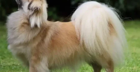 Tibetan Spaniel este o rasă de câine mică, dar cu o istorie bogată și un caracter aparte, foarte apreciată în întreaga lume pentru farmecul și personalitatea sa distinctă. Acest articol optimizat SEO se concentrează pe toate aspectele esențiale legate de rasa Tibetan Spaniel, utilizând cuvinte cheie relevante precum „Tibetan Spaniel”, „rasa Tibetan Spaniel”, „câine Tibetan Spaniel”, „îngrijire Tibetan Spaniel” pentru a crește vizibilitatea site-ului tău. Originea rasei Tibetan Spaniel datează din Tibet, unde aceste câini erau folosiți în mănăstiri ca paznici și companioni. Rasa este considerată sacră în cultura tibetană, iar exemplarele erau adesea ținute ca animale de companie în palate și mănăstiri. Deși denumirea include cuvântul „Spaniel”, această rasă nu este un adevărat spaniel, ci mai degrabă un câine de talie mică, cu un aspect elegant și o blană deasă. Temperamentul Tibetan Spaniel este prietenos, inteligent și atent. Acești câini sunt cunoscuți pentru loialitatea față de stăpâni și pentru natura lor calmă, dar în același timp energică atunci când este cazul. Sunt curajoși, uneori destul de independenți, dar se atașează puternic de familie și pot fi destul de protectori. Tibetan Spaniel este potrivit pentru familiile cu copii, mai ales dacă aceștia sunt învățați să trateze câinele cu respect. Acești câini se adaptează bine în medii familiale și pot deveni tovarăși buni pentru copii, datorită naturii lor jucăușe și blânde. Speranța de viață a unui Tibetan Spaniel este între 12 și 15 ani, fiind o rasă relativ longevivă. Aceasta depinde foarte mult de o alimentație corectă, exerciții adecvate și controale medicale regulate. Printre problemele medicale comune la Tibetan Spaniel se numără afecțiunile oculare precum cataracta sau problemele respiratorii, dat fiind nasul lor ușor turtit. Alte probleme pot include displazia de șold sau alergii cutanate, însă, în general, rasa este sănătoasă dacă este crescută în condiții bune. Alimentația trebuie să fie echilibrată și adaptată nivelului de activitate și vârstei câinelui. Dieta bogată în proteine și vitamine va susține sănătatea blănii și a sistemului imunitar. Este important să se evite supradozarea cu hrană pentru a preveni obezitatea, care poate afecta sănătatea generală. Nivelul de energie al rasei Tibetan Spaniel este moderat. Acești câini au nevoie de plimbări zilnice și activități interactive care să le stimuleze atât corpul, cât și mintea. Chiar dacă sunt mici, au o personalitate activă și se bucură de jocuri și explorări. Dresajul Tibetan Spaniel este relativ ușor, datorită inteligenței și dorinței lor de a mulțumi stăpânul. Sunt receptivi la metode de dresaj bazate pe recompense pozitive și răbdare. Socializarea timpurie este recomandată pentru a evita timiditatea sau anxietatea. Îngrijirea acestei rase implică periajul regulat al blănii pentru a preveni încâlcirea și pentru a menține un aspect sănătos și strălucitor. De asemenea, este necesară curățarea regulată a urechilor și a ochilor, precum și îngrijirea unghiilor. Tibetan Spaniel trebuie plimbat cel puțin o dată pe zi, preferabil două, cu sesiuni scurte de 20-30 de minute, pentru a-și consuma energia și a menține o stare bună de sănătate. Aceste plimbări sunt esențiale pentru bunăstarea fizică și psihică a câinelui. În concluzie, rasa Tibetan Spaniel este ideală pentru cei care caută un câine mic, loial și ușor de dresat, potrivit pentru viața de familie. Cu o îngrijire atentă și o alimentație corespunzătoare, acest câine poate aduce multă bucurie și afecțiune în orice cămin.