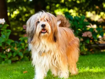 tibetan terrier
