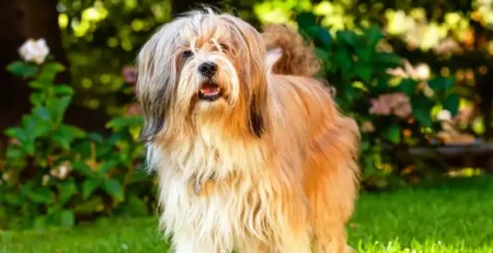 tibetan terrier