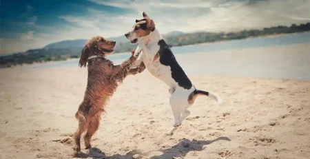 tot ce trebuie sa stii despre ingrijirea cainelui