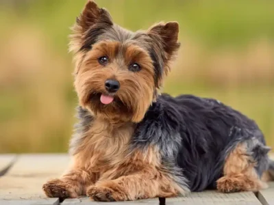 yorkshire terrier