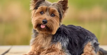 yorkshire terrier