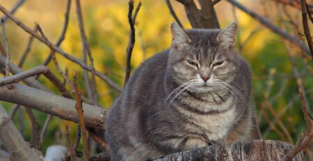 cat, grey, animal, pet, domestic animal, fur, fat, autddors