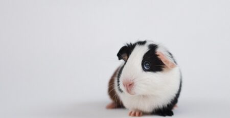 cavia, caviidae, guinea pig, meerschweinchen, pet, huisdier, cavies, rodent, baby, cute, animal, nature, knaagdier