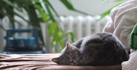 cat, british shorthair cat, sleeping cat, domestic, animal, calm, home, pet, relaxing cat