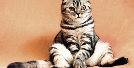 cat, kitten, pets, animal, animals, housecat, feline, nature, sitting, funny, cute, pet, adorable