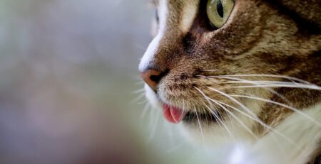 cat, nature, cat tongue, cat eyes, mackerel, domestic animal, pet, tabby, gray tabby cat, gray cat, domestic cat, portrait, cat portrait, cat profile, the world of animals, mammal, animal
