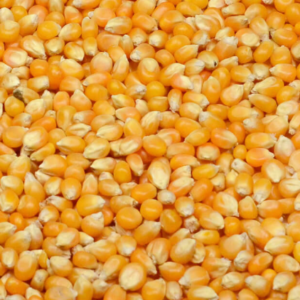 Porumb furajer pentru animale 1 kg