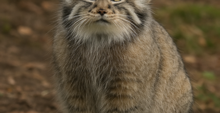 Rase Pisici Pisica Pallas