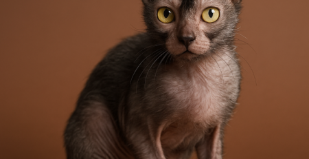 rase pisici rase rare/exotice