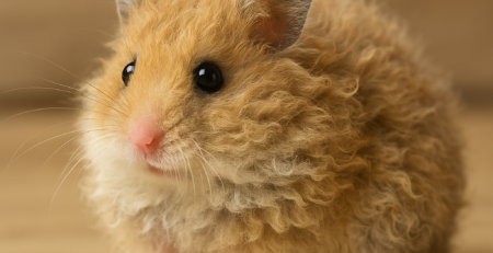 hamsteri rex