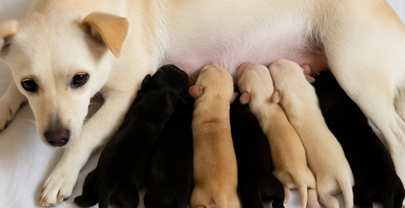 câți pui nasc hamsterii