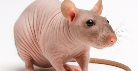 Sobolani Șobolan hairless