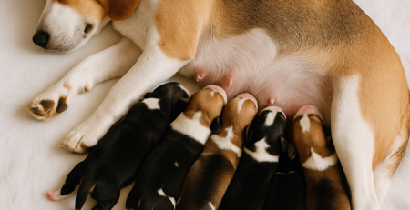 sobolani cati pui nasc